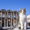 2 Days Ephesus and Pamukkale Tour from Istanbul